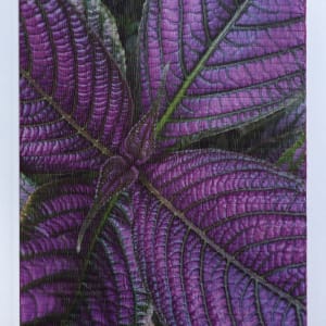 Persian Shield by Christine Guernsey