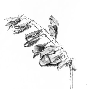 anatomia di lustrini 55 by Brian Hallas