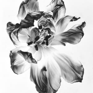 Tulip by Vera Higgins