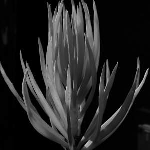 In the Night by Peter Hiller
