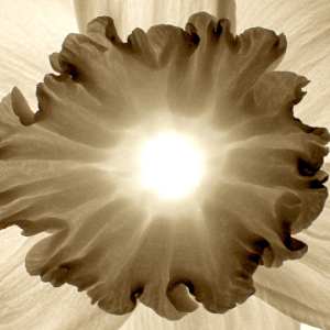 "Sun" Flower by Frank Kaczmarek