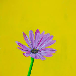 African Daisy on Yellow Background by Kelly Elizabeth Art