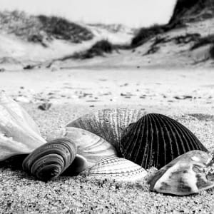 Outer Banks Shells by Kevin Kerr