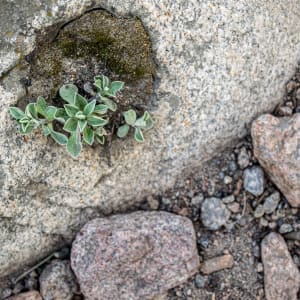 Rocky Resilience by Lindsay Kirk