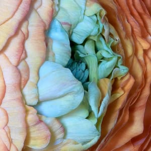 Ranunculus 232a, Stacked by Marc Kittner