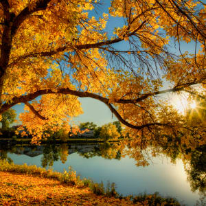 Autumn Gold by Susan Kjellsen