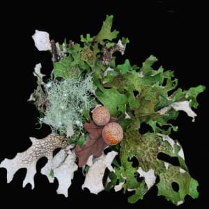 Abstract in Lung Wart, Lichen & Oak Galls by MiMou Liebling