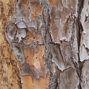 Bark6 by Andrea London
