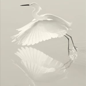 Grace in Flight by Michael Maloney
