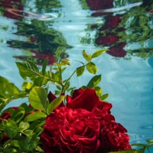 Underwater Roses by Jennifer McGarigle