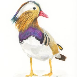 Mandarin Duck by Megan Colby