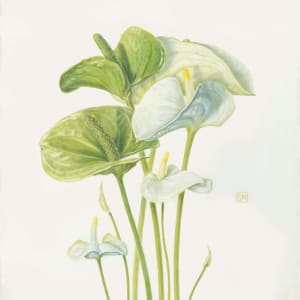 Anthurium X | Three by Shiere Melin