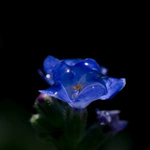 Live Iris by Mi