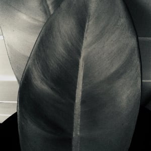 Leaf by Helen Nahoopiii-Takata