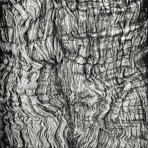 Tree Bark in Chiaroscuro by Norman Gabitzsch