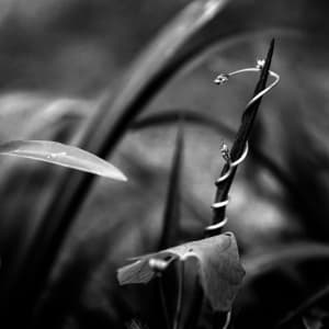 Tendril by Kelly O'Leary