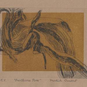Bristlecone Pine by Michèle Ouellet