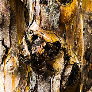 Earth Extracted by Margaret Pedone