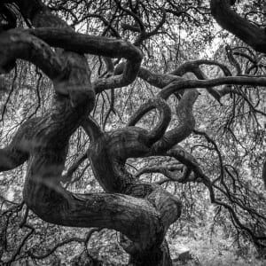 Twisted Waltz of Nature by Tindaekwe Roberts