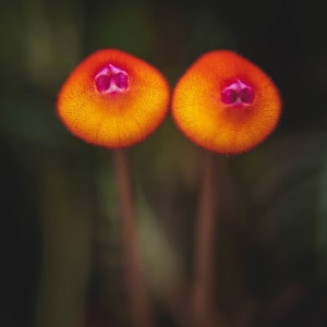 Pearcea Hypocyrtiflora--a Nearly Extinct Flower by Anita Sagastegui