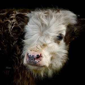 Fuzzy Face by David W. Schafer