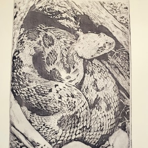 Santa Catalina Rattlesnake I by Caylin Schwartz