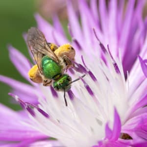 The Bee's Knees by Vero Sexton