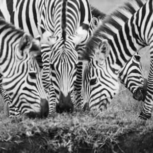 Power of Three I by Sonal Shah