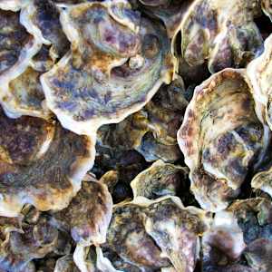 Oyster Shells by Michael Shoemaker
