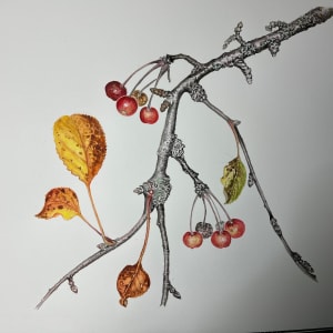Malus Unknown Crabapple by Linda McDougal Skripac