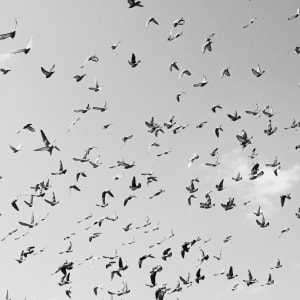 Pigeons by Ashlynn Stearns