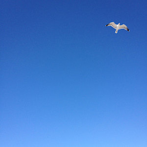 North Ponto Seagull by Leigh Anne Sutherlin