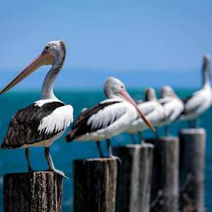 Pelican Row by Tara Terpening