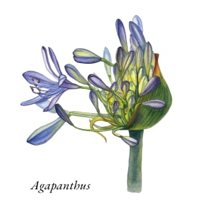 Agapanthus by Tetyana Hubska Art