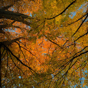 Nothing Gold Can Stay by Vanessa Leung