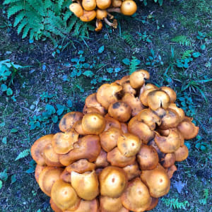 Mushrooms at Tanglewood by Marilyn Wenker