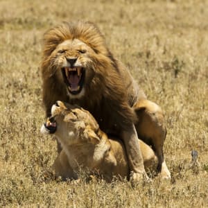 Lions Mating by Michael Wicks