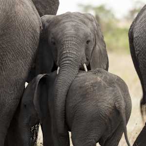 Sibling Support by Michael Wicks