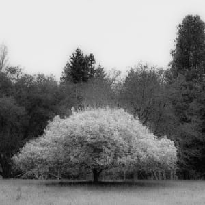 Tranquility by Roland Wilhelm
