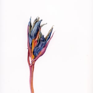 Seed Pod (Douglas Iris) by Karen Wilkinson