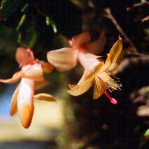 Fleeting by Heather Wilhelm