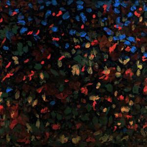 Sun Dappled Autumnal Forest by Darryl L. Grant
