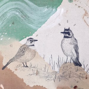 "Horned Lark, Tinkling Song Across the Fields" by Alicia Hauff Studio 