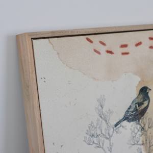 Lark Bunting Canvas Print by Alicia Hauff Studio 