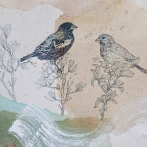 Lark Bunting Canvas Print by Alicia Hauff Studio 