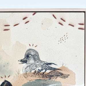 Common Goldeneye, the Bond of Ducks by Alicia Hauff Studio 