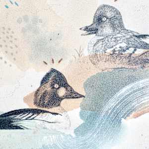 Common Goldeneye, the Bond of Ducks by Alicia Hauff Studio 