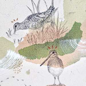 Wilson’s Snipe, the Real Deal by Alicia Hauff Studio 