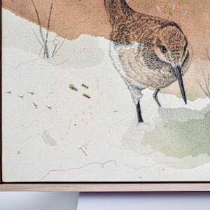 Wilson’s Phalaropes Put a Spin on It by Alicia Hauff Studio 