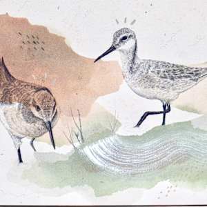 Wilson’s Phalaropes Put a Spin on It by Alicia Hauff Studio 